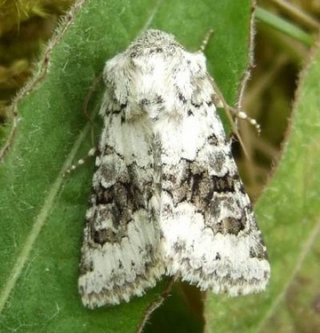 Broad-barred White