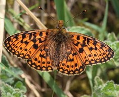 Comma butterfly (Catherine Fowler)