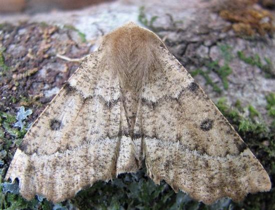 Moths by Month - East Scotland Branch - Butterfly ConservationE